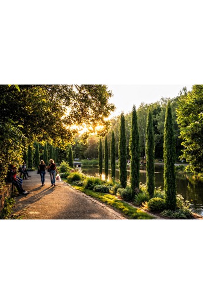 Кипарис Тотем використання в ландшафті